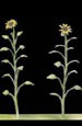 Girasoles